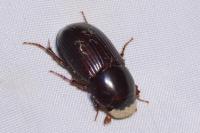 Acrossus rufipes