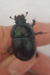 Geotrupes mutator
