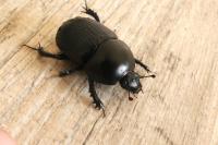 Geotrupes spiniger