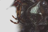 Geotrupes spiniger