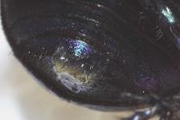 Geotrupes spiniger
