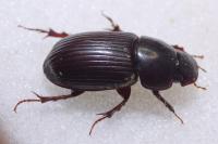 Acrossus rufipes