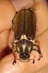 Anoxia villosa