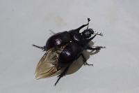 Typhaeus typhoeus