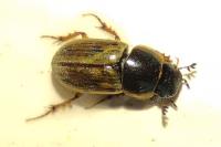 Melinopterus sphacelatus