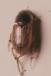 Melinopterus sphacelatus