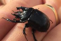 Typhaeus typhoeus