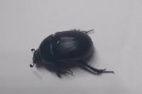 Geotrupes mutator