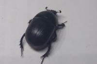 Geotrupes mutator