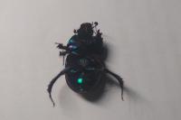 Geotrupes mutator