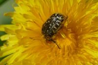 Oxythyrea funesta