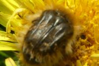 Tropinota squalida