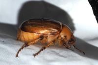 Rhizotrogus aestivus