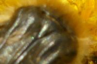 Tropinota squalida