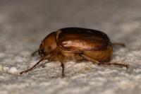 Rhizotrogus aestivus
