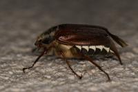 Melolontha melolontha