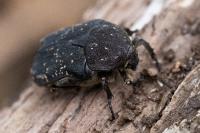 Netocia morio