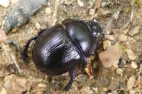 Anoplotrupes stercorosus