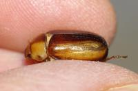 Rhizotrogus aestivus