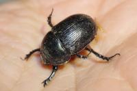 Geotrupes mutator