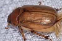 Rhizotrogus marginipes