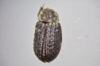 Trox scaber