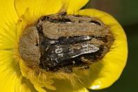 Tropinota squalida