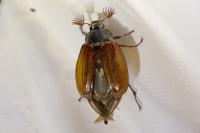 Melolontha melolontha