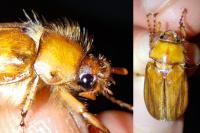 Rhizotrogus marginipes