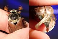 Melolontha melolontha