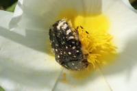 Oxythyrea funesta