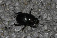 Geotrupes mutator