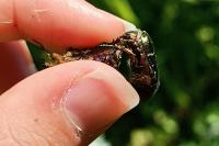 Cetonia aurata