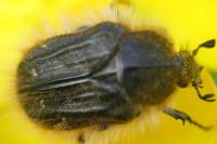 Tropinota squalida