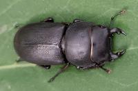Dorcus parallelipipedus