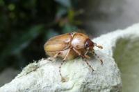 Rhizotrogus marginipes