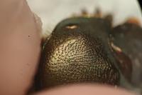 Onthophagus vacca