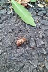 Rhizotrogus marginipes