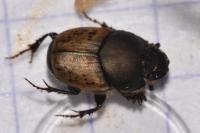 Onthophagus coenobita