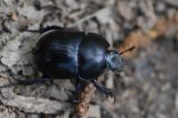 Anoplotrupes stercorosus
