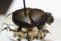 Onthophagus medius