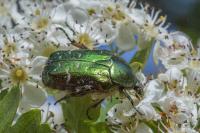 Cetonia aurata