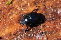 Anoplotrupes stercorosus