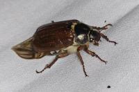 Melolontha melolontha