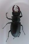Lucanus cervus