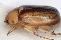 Rhizotrogus aestivus