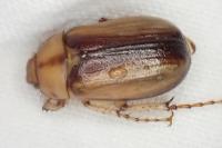 Rhizotrogus aestivus