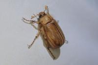 Rhizotrogus marginipes