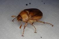 Rhizotrogus marginipes