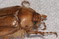 Rhizotrogus marginipes